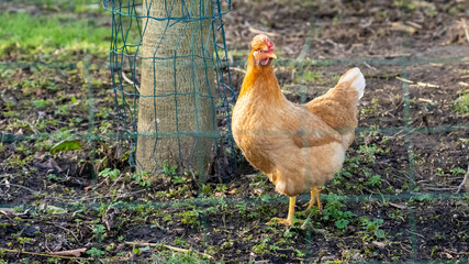 Beautifull brown hen chicken on a farm walking 
