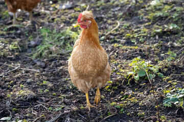 Beautifull brown hen chicken on a farm walking 