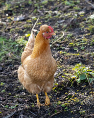 Beautifull brown hen chicken on a farm walking 