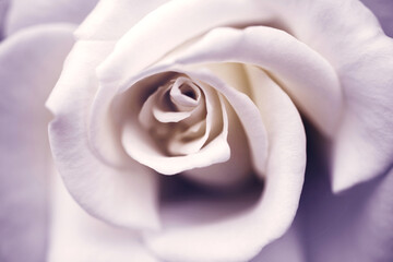 White rose flower close-up, macro, toned, soft selective focus. Floral vintage delicate background