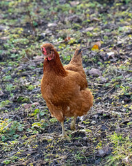 Beautifull brown hen chicken on a farm walking 