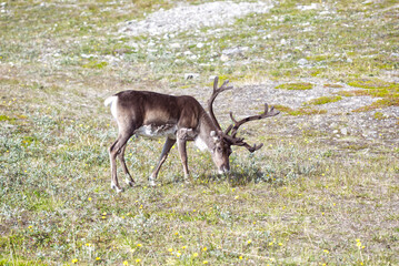 a reindeer grazing grass somewhere in Scandinavia