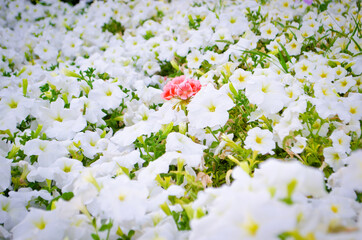 Red Flower between White Flowers 