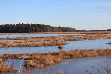 Frozen Marshes