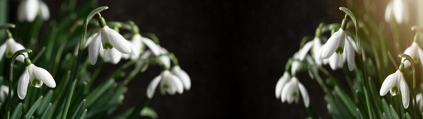 White fresh snowdrops flower ( Galanthus ) on green meadow in sunny garden . Easter spring...