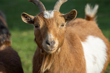 Goat on a farm