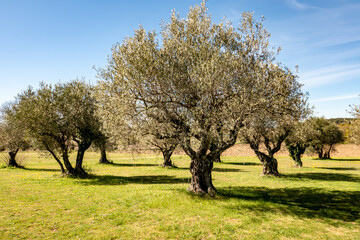 olive grove