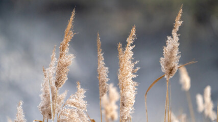 white grass in the wind