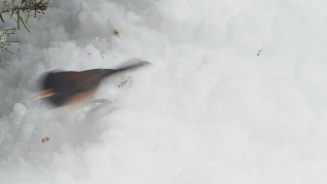   Dark-eyed junco looking for food in the snow during strong snowfall