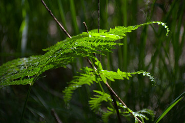 Rotes Wasser von Olfen