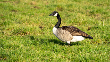 Canadeese goose on grass in the sun