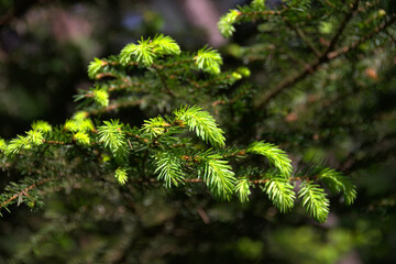 Rotes Wasser von Olfen