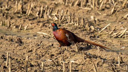 Pheasant walking on a field of corn