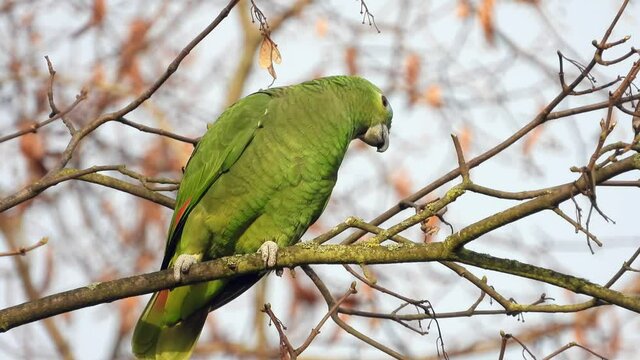Gelbscheitelamazone&nbsp;(Amazona ochrocephala) in Wiesbaden im Schlosspark Biebrich
