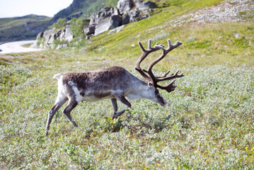 a reindeer grazing grass along the road near Nordkapp in Norway
