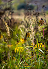 Delicate wildflowers grow on a green meadow of warm weather