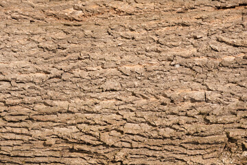 A texture of the tree bark