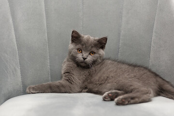 Fototapeta na wymiar The gray kitten with smart look sitting on the gray chair