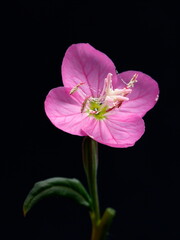 Fototapeta premium pink flower with black background