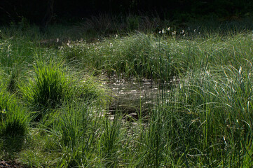 Rotes Wasser von Olfen