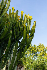 Euphorbia candelabrum, elongated green cactus with blue background, flora concept