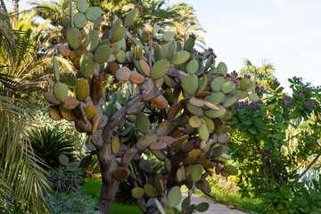 Opuntia microdasys (angel’s-wings), green leaves cactus, flora concept