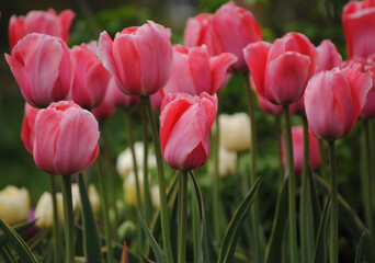 Goblet flowers of a delicate pink tulip of the Design Impression variety with a high stem