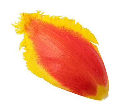 Tulip isolated on white background
