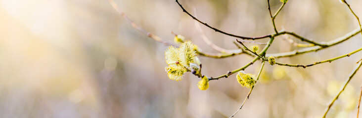 Spring branches of pussy willow on colorful blurred background. Beautiful panoramic scenery
