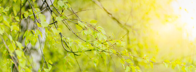 Beautiful panoramic spring landscape with green leaves and bokeh background