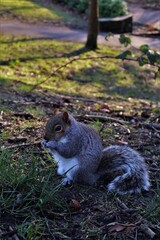 Squirrel eating a nut in the park