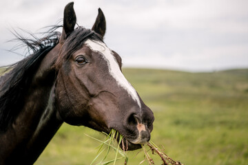 Fototapeta premium horse in the field