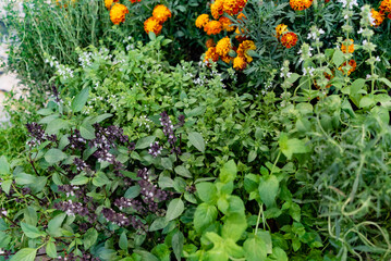 different herbs in the pots