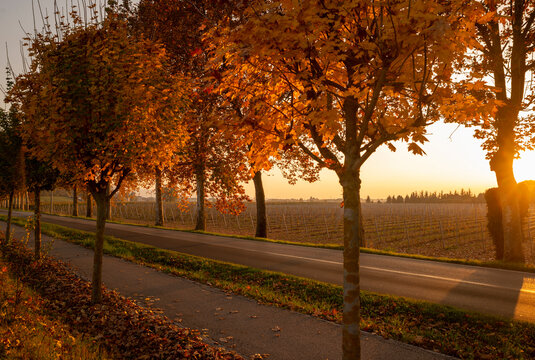 Suggestive road of plane trees in autumn at sunset, yellow, orange, red colors, detail of the road and rows of vines near Brendola in the province of Vicenza in Veneto Italy.