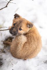Funny little dog in winter backround