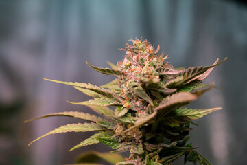 Naklejka na ściany i meble close up of a cannabis plant