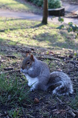 Squirrel eating a nut in the park.