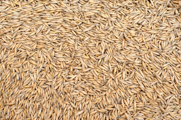 Oats close-up background. View from above 