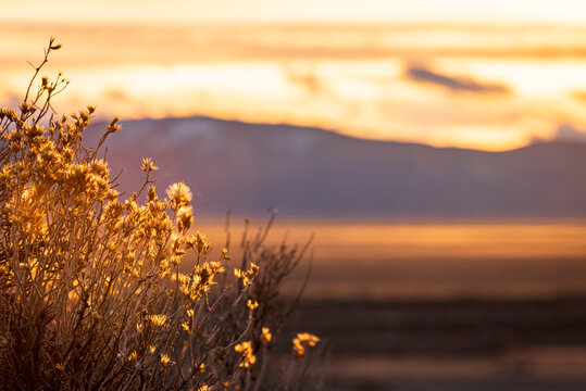 Sagebrush at Sunset in NorCal