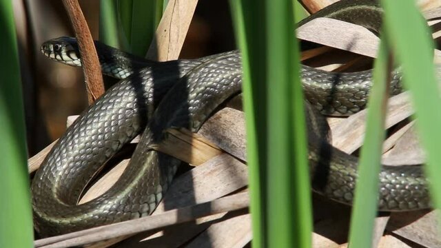 Grass snake is sun basking from Crna Mlaka