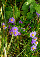 Delicate wildflowers grow on a green meadow of warm weather