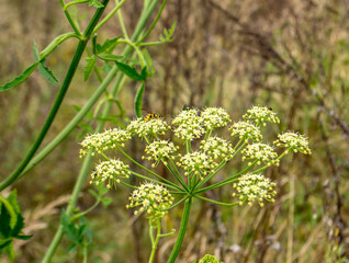 Delicate wildflowers grow on a green meadow of warm weather