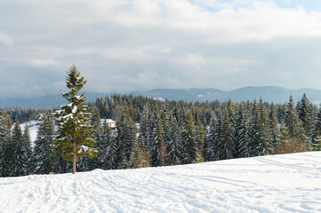 Winter landscape. In the middle of a snow-covered meadow grows one large pine or spruce. Against the background of coniferous forest, mountains and cloudy sky. Cold frosty winter day.