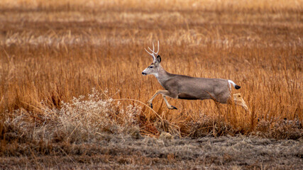 Buck Deer Running through a Field