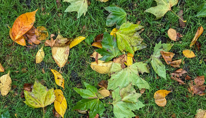 Close up top view of wet autumn leaves with green grass. Concept for seasons and travel. Use for background or wallpaper.