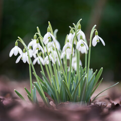 group of snowdrops against out of focus background