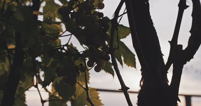 White grapes hangs on a vine illuminated by the sun's rays