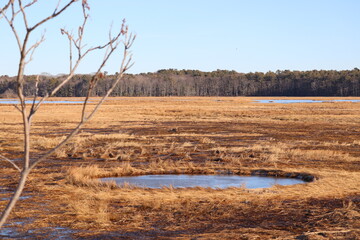 Frozen Marshes