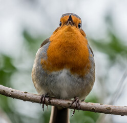 Robin sitting on a tree branch