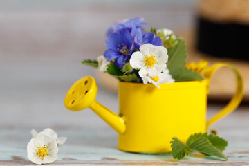 blue garden flowers in a small watering can. concept of gardening and hobby